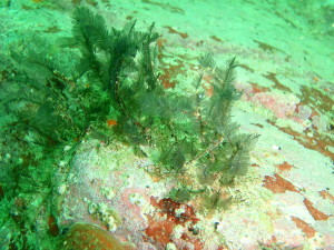 1024px-Feathery_hydroid_at_Lorry_Bay_PB011992