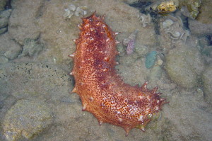 1280px-Espardenya_(animal)