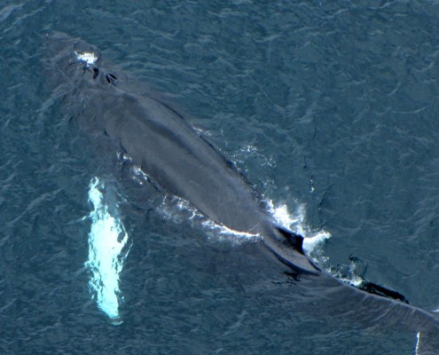 Humpback_Whale,_blowholes-b