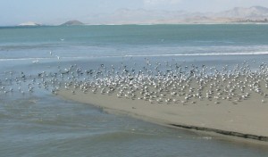 Puerto_Huarmey_aves_marinas-b