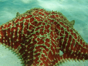 Starfish_-_Estrella_de_mar