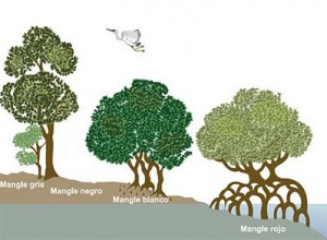 manglares 1