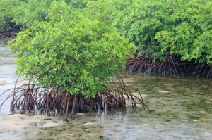 manglares 2