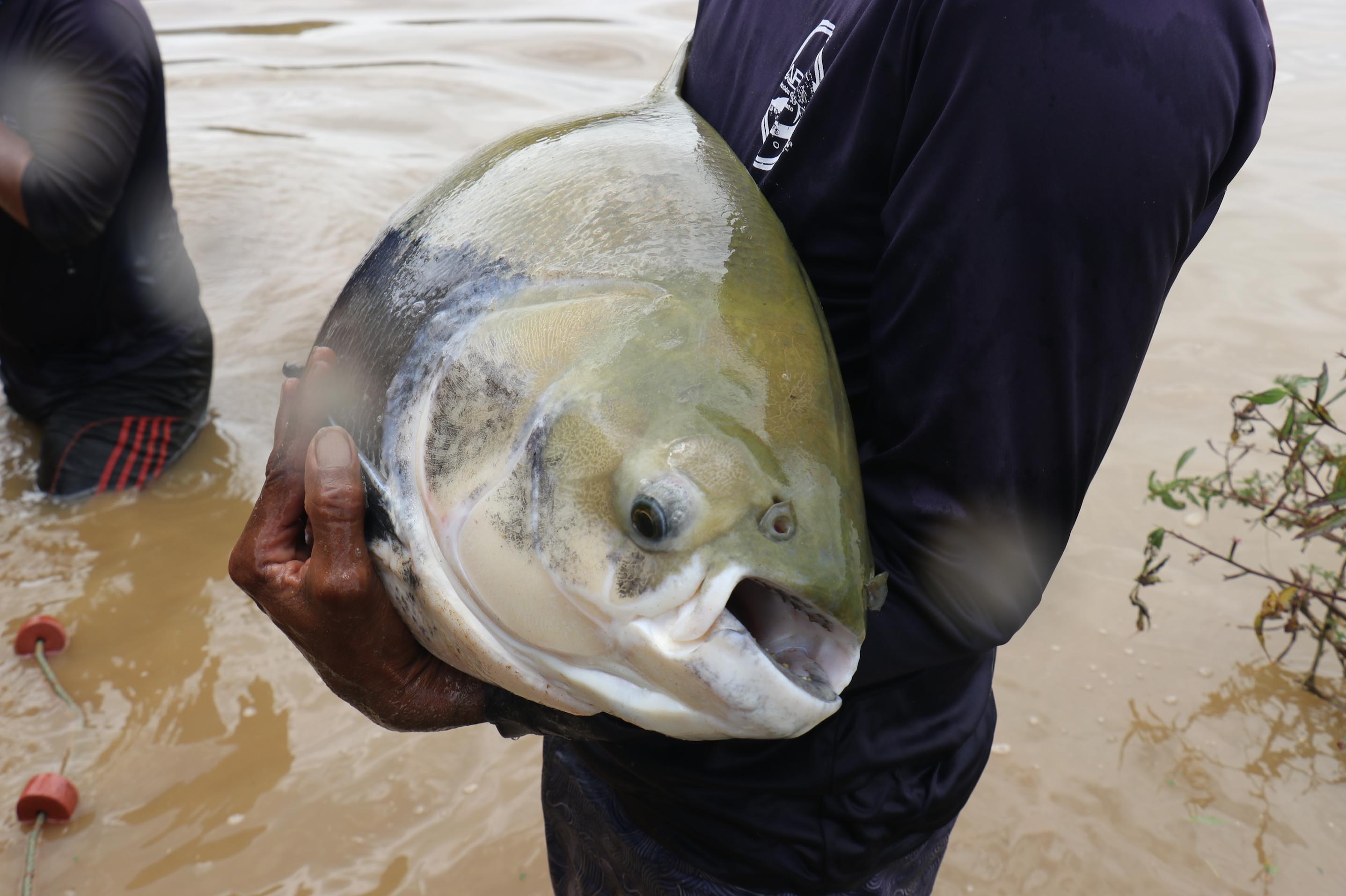 colossomma