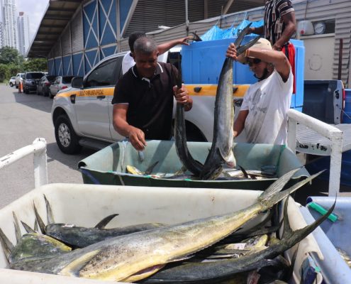 Arap advierte que prohibición de uso de trasmallos para la pesca de pargo  sigue vigente