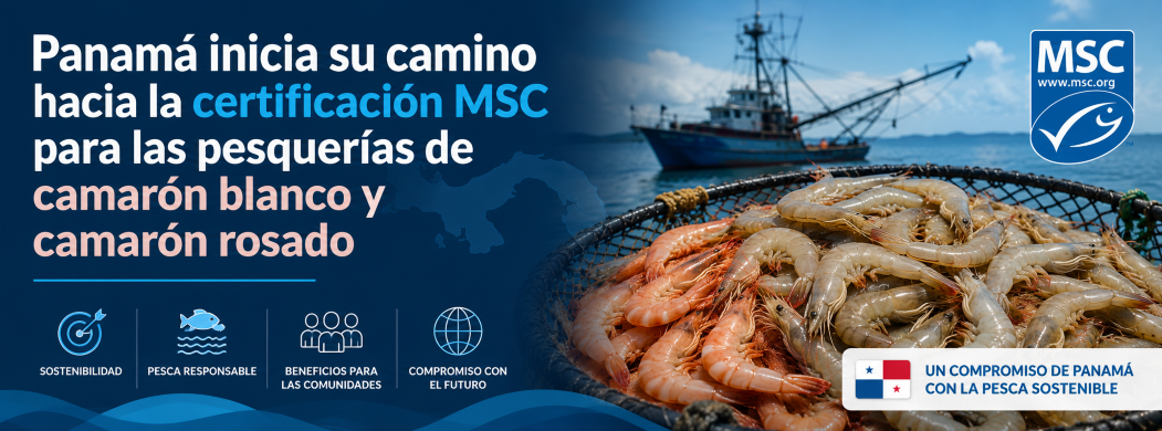 Imagen – Español – Final